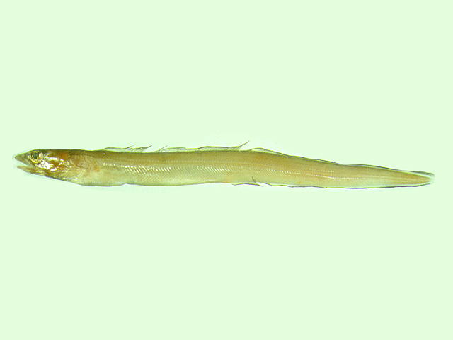 Gnathophis nystromi