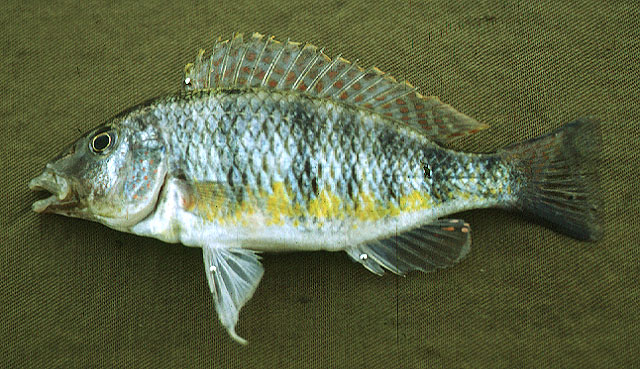 Jabarichromis pfefferi