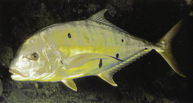 Gnathanodon speciosus
