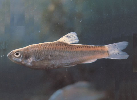Gnathopogon taeniellus