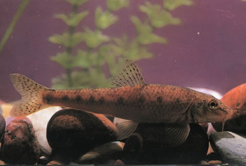 Gobio acutipinnatus