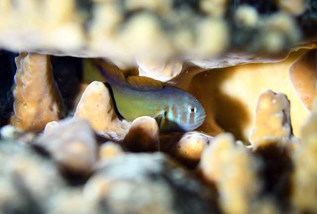 Gobiodon axillaris