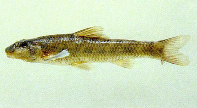 Gobre_u1.jpg
