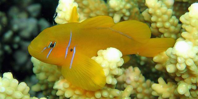Gobiodon citrinus