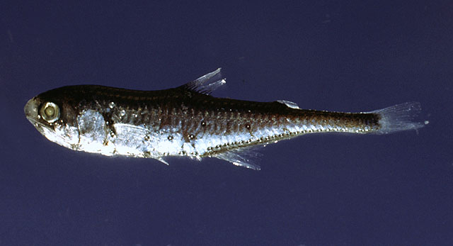 Gonichthys cocco