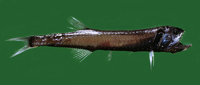 Gonostoma denudatum