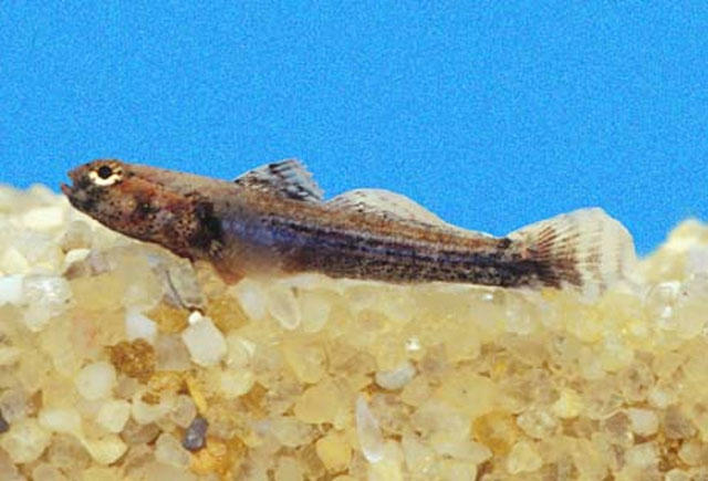 Aboma etheostoma