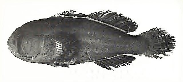 Gobiodon fulvus