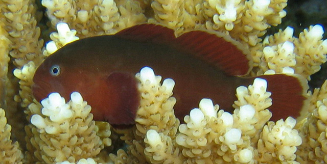 Gobiodon fuscoruber