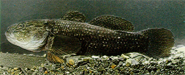 Gobiomorphus gobioides