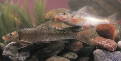 Gobio huanghensis