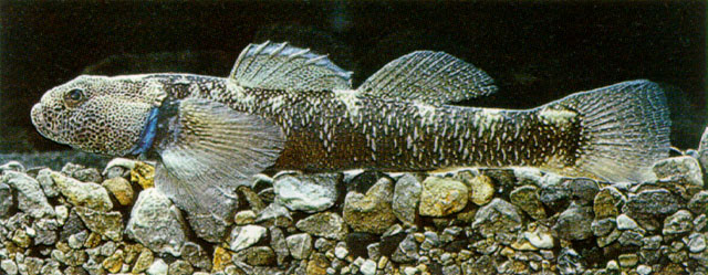 Gobiomorphus hubbsi