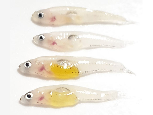 Gobiopterus lacustris