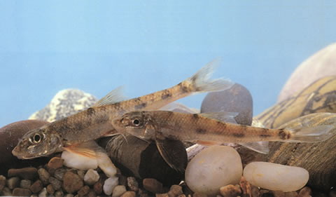 Gobiobotia longibarba