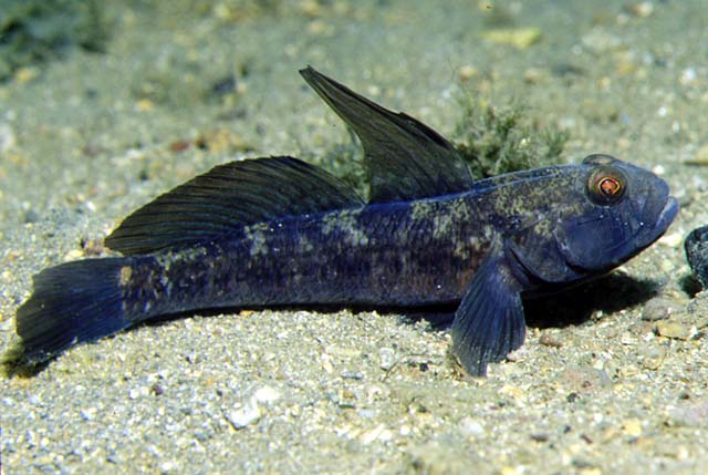 Gobius niger