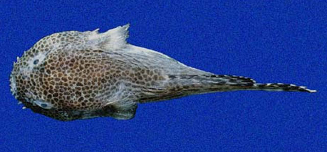 Gobiesox papillifer