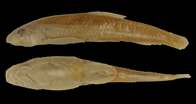 Gobiobotia pappenheimi