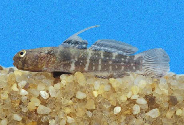 Gobiosoma paradoxum