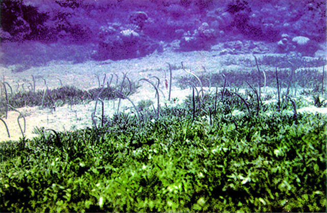 Gorgasia sillneri