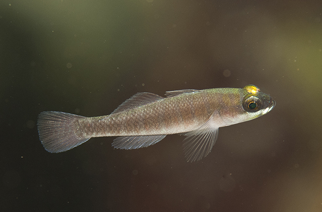 Gorogobius stevcici