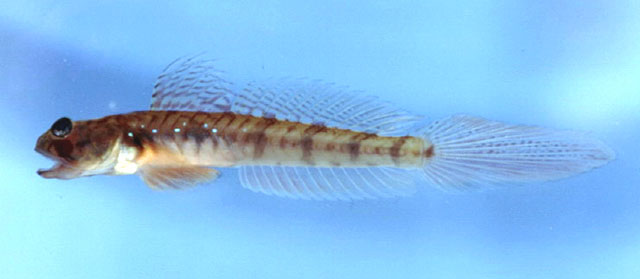Gobionellus stomatus
