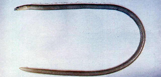 Gorgasia taiwanensis