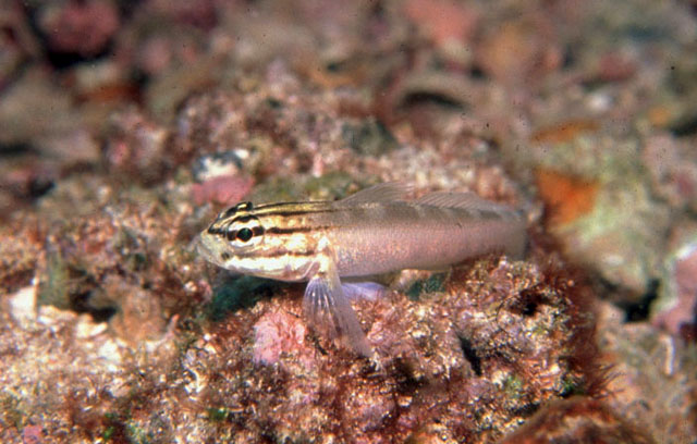Gobius tetrophthalmus