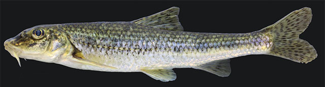 Gobio volgensis