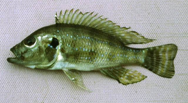 Greenwoodochromis christyi