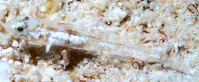 Grallenia lauensis
