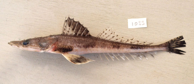 Grammoplites scaber