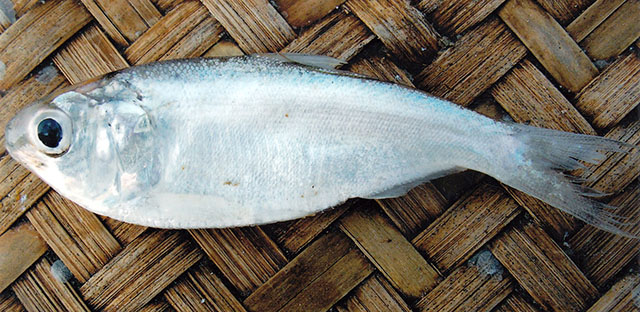 Gudusia chapra