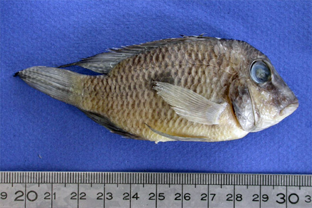 Guianacara oelemariensis