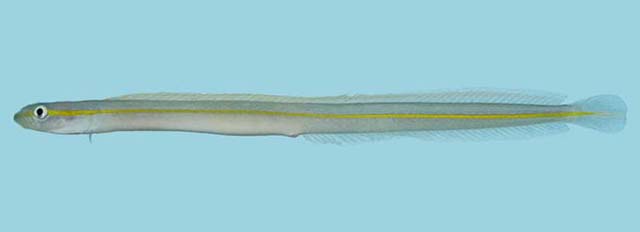 Gunnellichthys pleurotaenia