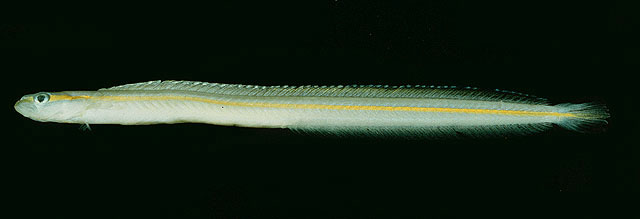 Gunnellichthys viridescens