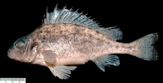 Gymnocephalus ambriaelacus