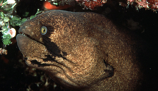 Gymnothorax breedeni