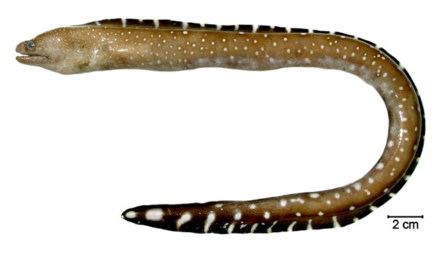 Gymnothorax conspersus