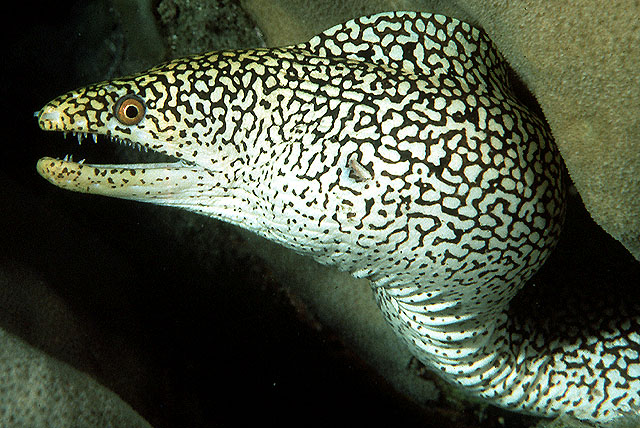 Gymnothorax eurostus