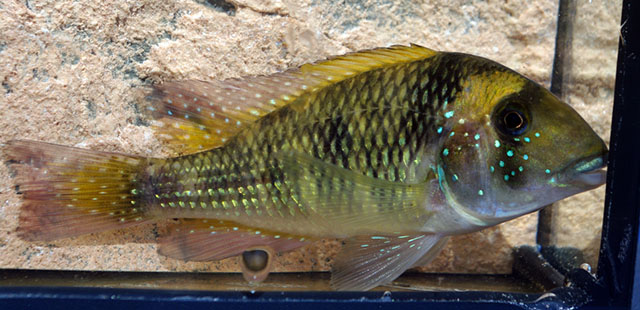 Gymnogeophagus mekinos