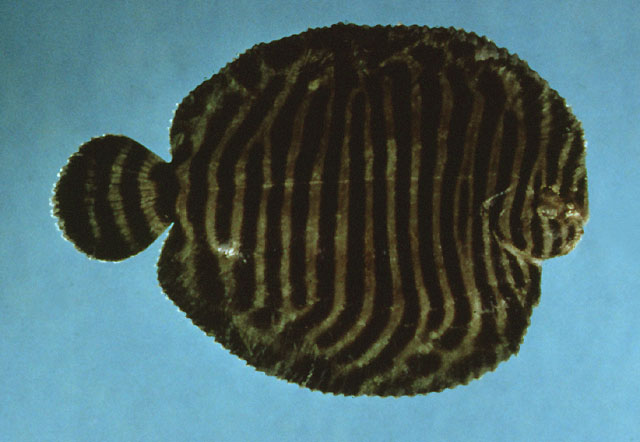 Gymnachirus melas