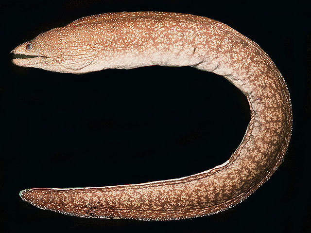Gymnothorax nasuta