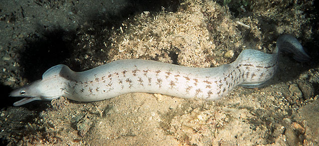 Gymnothorax nubilus