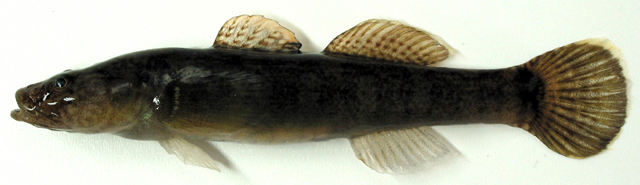 Gymnogobius opperiens