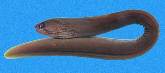 Gymnothorax panamensis