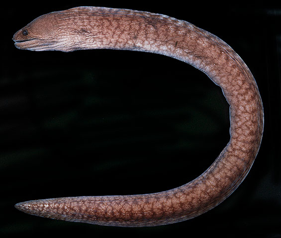 Gymnothorax prismodon