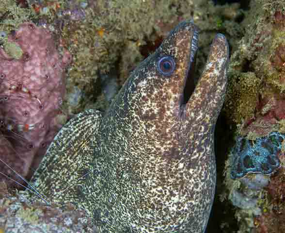 Gymnothorax pseudothyrsoideus
