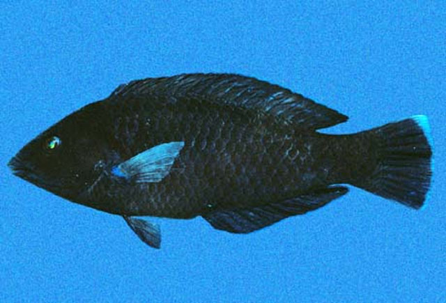 Halichoeres adustus