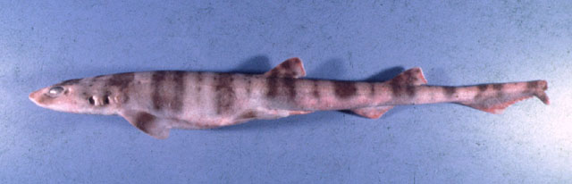 Halaelurus boesemani