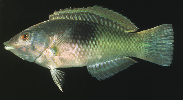 Halichoeres chloropterus